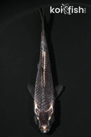 3.75" GINGA