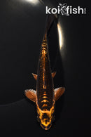 5.75" BENI KIKOKURYU