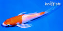 4.5" HARIWAKE BUTTERFLY