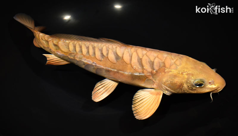 12.75" ARAGOKE CHAGOI