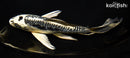8.25" ARAGOKE KIKOKURYU BUTTERFLY