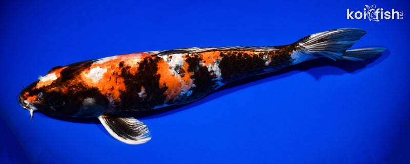 13.25" KIN SHOWA