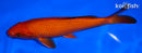 6.75" CHAGOI