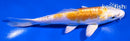 5.5" DOITSU LEMON HARIWAKE