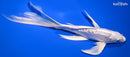 8.75" DOITSU PLATINUM OGON BUTTERFLY