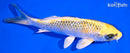 5.5' KUJAKU