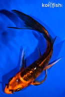 5.5" ORENJI BEKKO BUTTERFLY