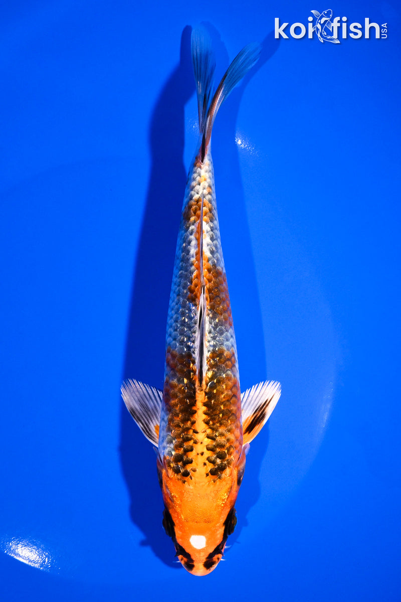 7.25" BENI GINGA