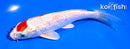 6" GINRIN HARIWAKE