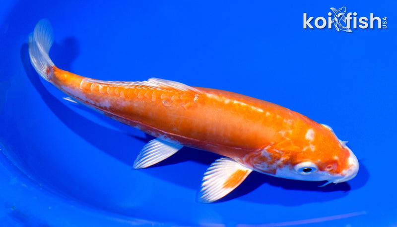 7.5" KIKUSUI