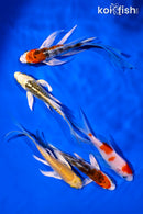 PACK OF (5) 4.5-6" BUTTERFLY KOI