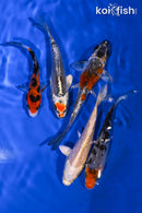 PACK OF (5) 4-5" STANDARD KOI