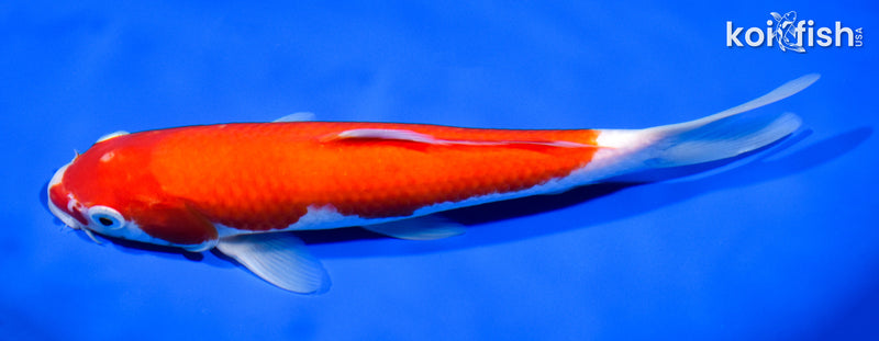 9.75" IPPON HI KOHAKU