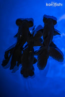 PACK OF (3) 4.5-5.25" TELESCOPE FANTAIL GOLDFISH