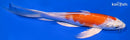 8" HARIWAKE BUTTERFLY