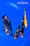 PACK OF (5) 4.25" STANDARD KOI