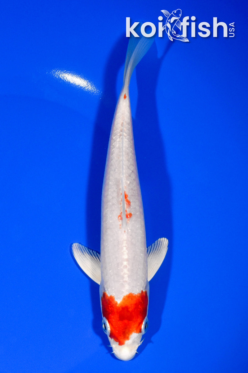 6.5" HARIWAKE