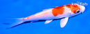 4.5" HARIWAKE