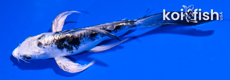 4.5" DOITSU GIN SHIRO BEKKO BUTTERFLY