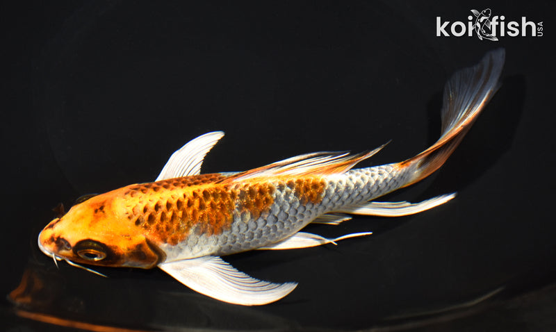 7.25" KUJAKU BUTTERFLY