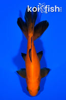 5.25" WAKIN GOLDFISH