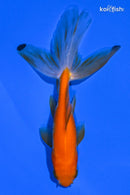 4.5" WATONAI GOLDFISH