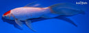 7.75" TANCHO SARASA COMET GOLDFISH