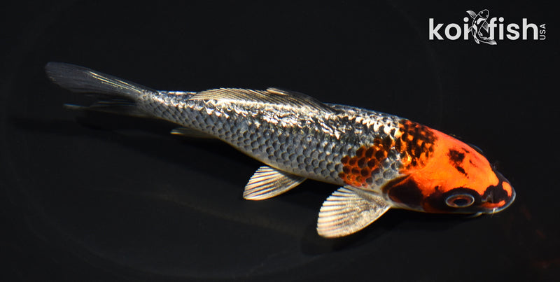 6" GINRIN BENI GINGA