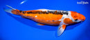 15.25" HI SHUSUI
