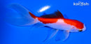 4.75" SARASA WATONI GOLDFISH