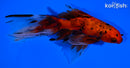 5.75" CALICO WATONAI GOLDFISH