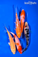 PACK OF (5) 4-5" STANDARD KOI
