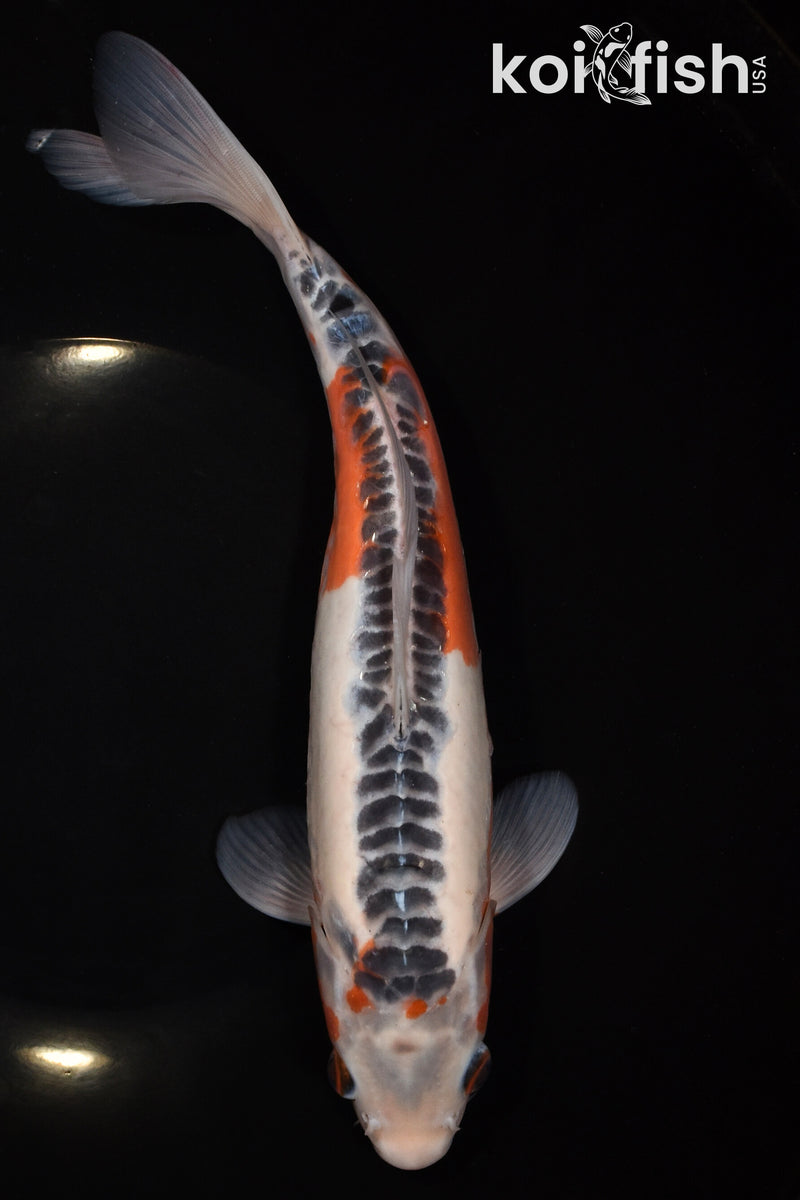 11" SHUSUI