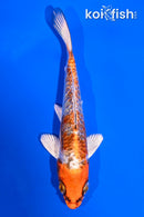 5" GINRIN BENI KIKOKURYU