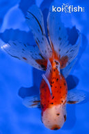5" CALICO ORANDA GOLDFISH