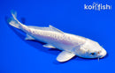 5.5" DOITSU PLATINUM OGON