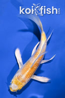 4" LEMON HARIWAKE BUTTERFLY