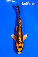 4" ARAGOKE BENI KIKOKURYU