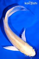 5.25" YAMABUKI OGGGON BUTTERFLY