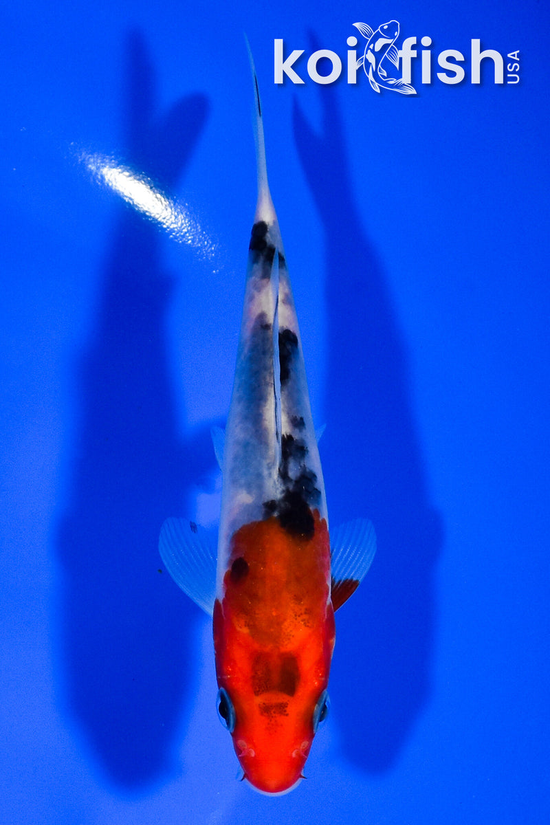 4.75" SANKE
