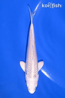 4.25" PLATINUM OGON