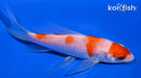 4.75" KOHAKU BUTTERFLY