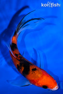 5.75" AKA SANKE BUTTERFLY