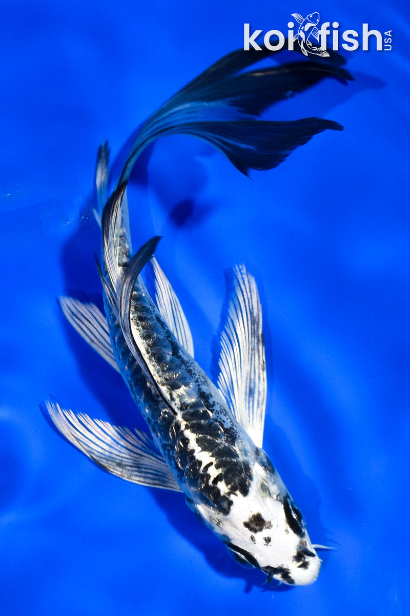 5.5" GINRIN KIKOKURYU BUTTERFLY