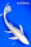 9.75" GINRIN KUJAKU BUTTERFLY