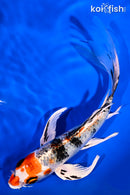 7.25" YAMATO NISHIKI BUTTERFLY