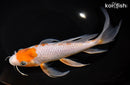 9.75" OCHIBA SHIGURE BUTTERFLY