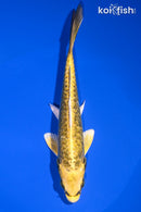 6.5" KIN KIKOKURYU