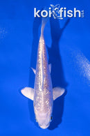 3.75" GINRIN PLATINUM OGON