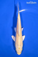 6.75" YAMABUKI OGON